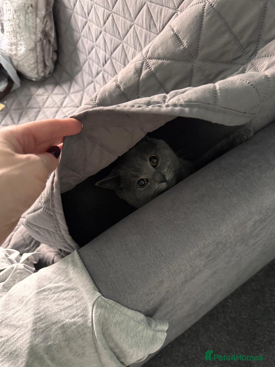 Scottish Fold cats for sale: Scottish straight cats - Advert 4