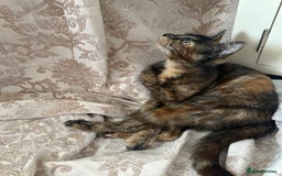 Maine Coon cats for sale: Tortoiseshell Girl - Image 2