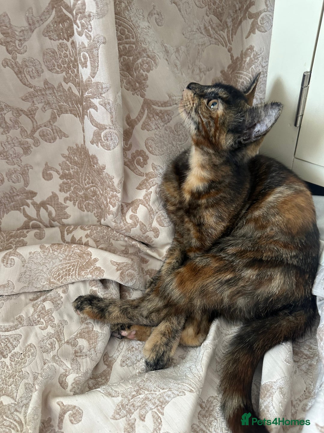 Maine Coon cats for sale: Tortoiseshell Girl - Image 2