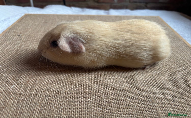 Guinea Pig rodents - Advert 4