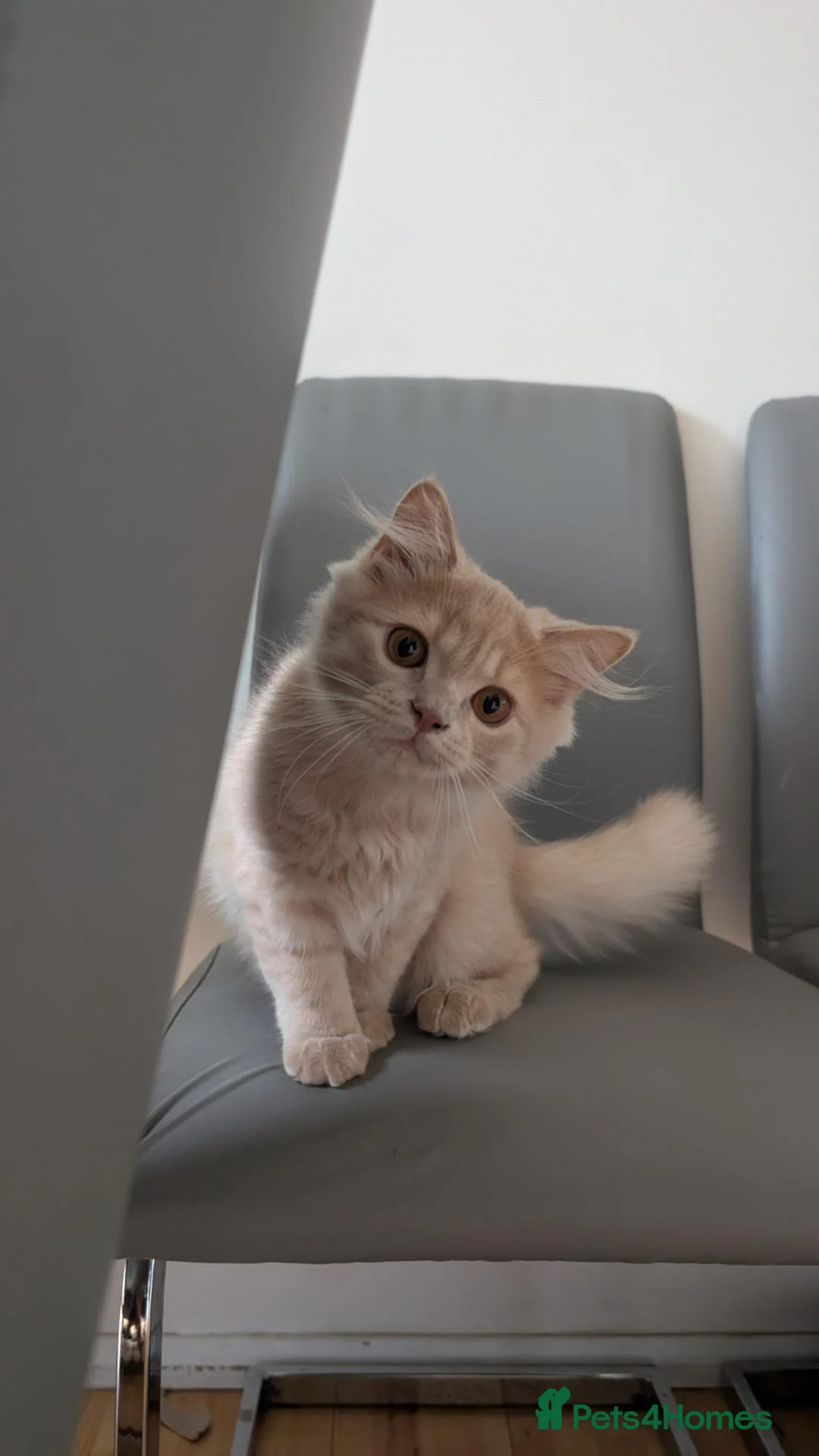 British Shorthair cats for sale:  GCCF British Longhair boy ready now  - Advert 2