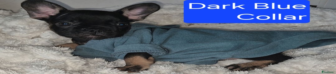 French Bulldog Puppy 3