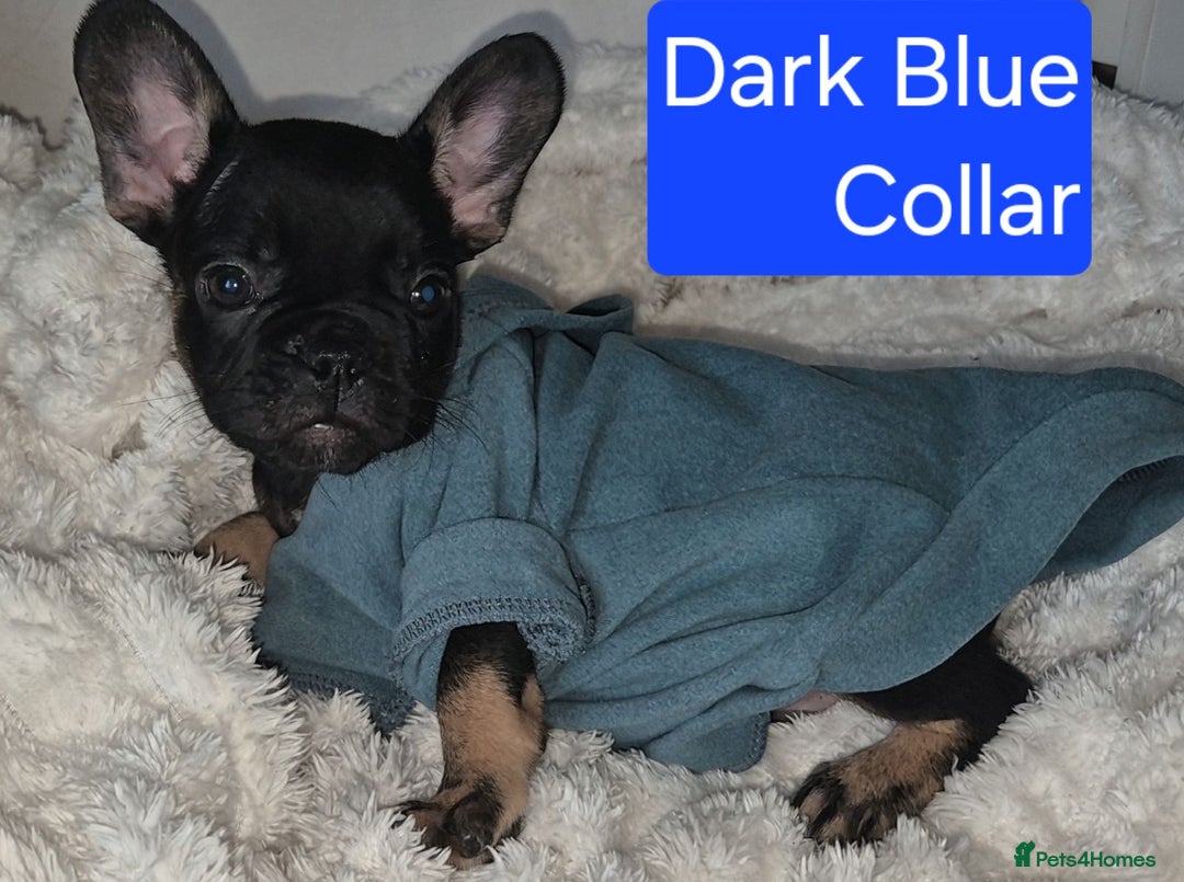 French Bulldog dogs for sale: Beautiful litter of frenchie pups - Image 12