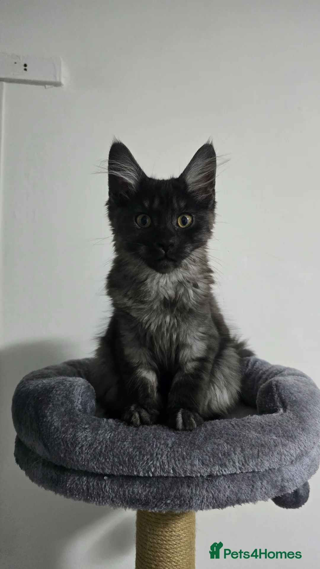 Mixed Breed cats for sale: 2 cats to be homed together in Stoke-on-Trent - Advert 2