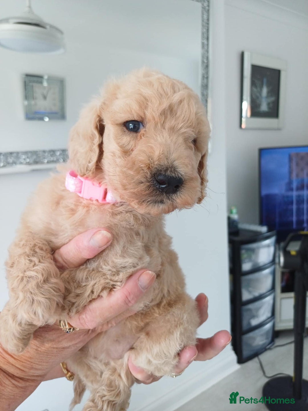 Standard Poodle dogs for sale: Stunning KC Standard Poodle Puppies for sale - Image 2