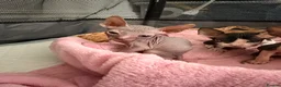 Sphynx cats for sale: Beautiful Sphynx kittens🩵💙🩵 - Advert 18