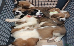 Saint Bernard dogs for sale: Saint Bernard puppies  - Image 28