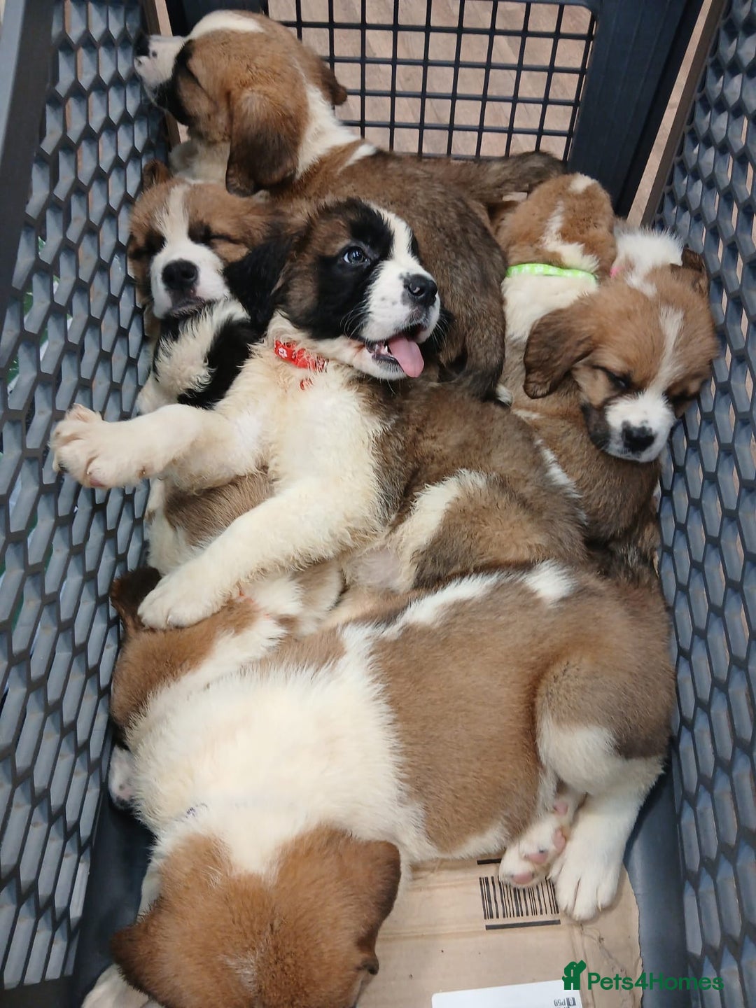 Saint Bernard dogs for sale: Saint Bernard puppies  - Image 28