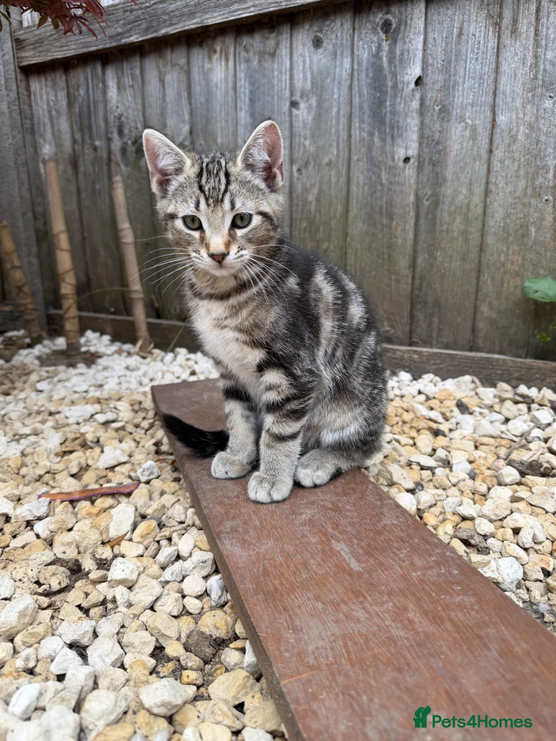 Mixed Breed cats for sale: Beautiful loving kittens for sale - Advert 2