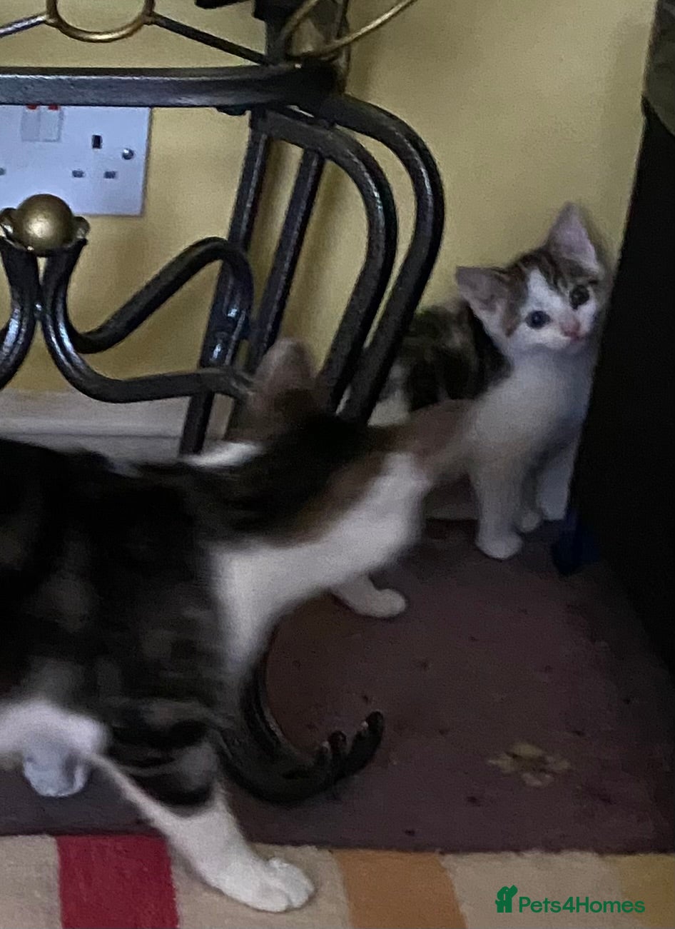 Mixed Breed cats Kitten (male) looking for a home - Advert 12