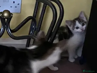 Mixed Breed cats Kitten (male) looking for a home - Advert 12