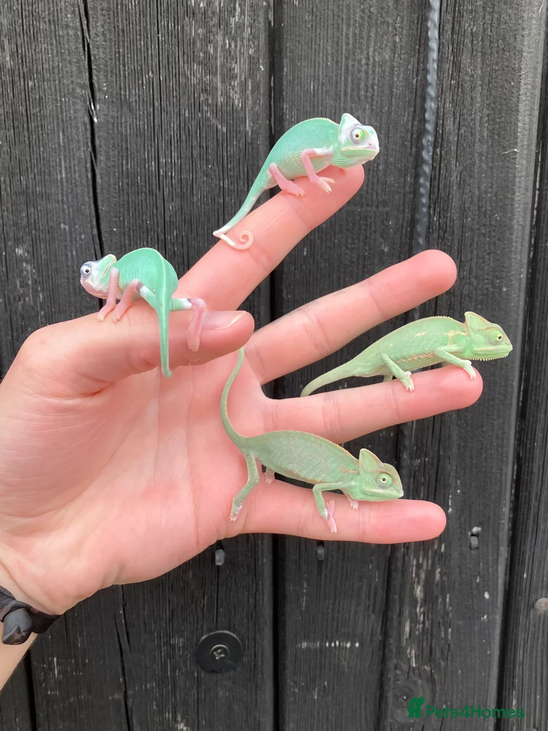 Chameleon reptiles for sale: Yemen Chameleon + Vivarium Setup Kit - Advert 13
