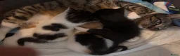 Mixed Breed cats for sale: 3 beautiful kittens ❤️ in Birkenhead - Advert 5