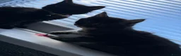 Maine Coon cats for sale: 3 quarter Mainecoon in Workington - Advert 10
