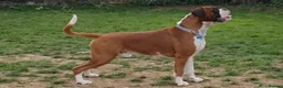 Boxer dogs for sale: Beautiful Bobtail & Longtail boxers due March 3rd. - Advert 6