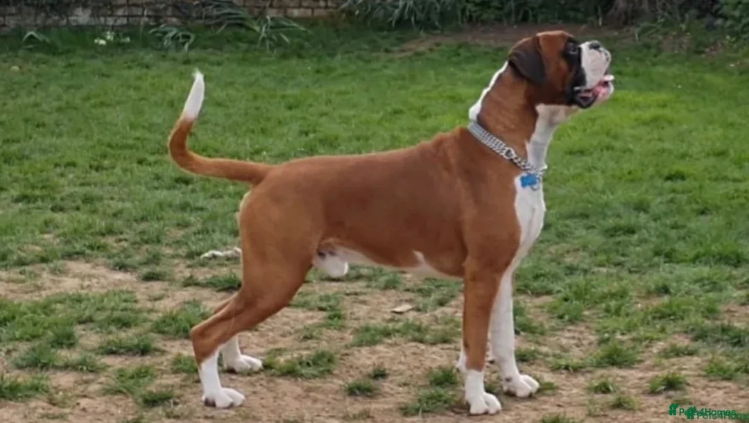 Boxer dogs for sale: Beautiful Bobtail & Longtail boxers due March 3rd. - Advert 6