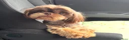 Shih Tzu dogs for sale: Lavender Imperial Shih Tzu Boys  - Advert 3