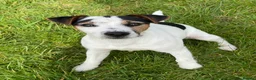 Parson Russell dogs for sale: Parson Russell terrier puppies  in Beaworthy - Advert 9