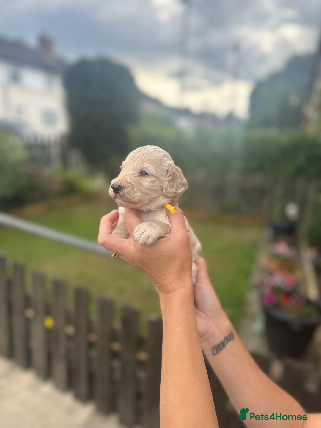 Cockapoo dogs for sale: Stunning f1b cockapoo puppies!!  - Image 16