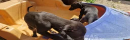 Whippet dogs for sale: Whippet puppies for sale - Advert 21