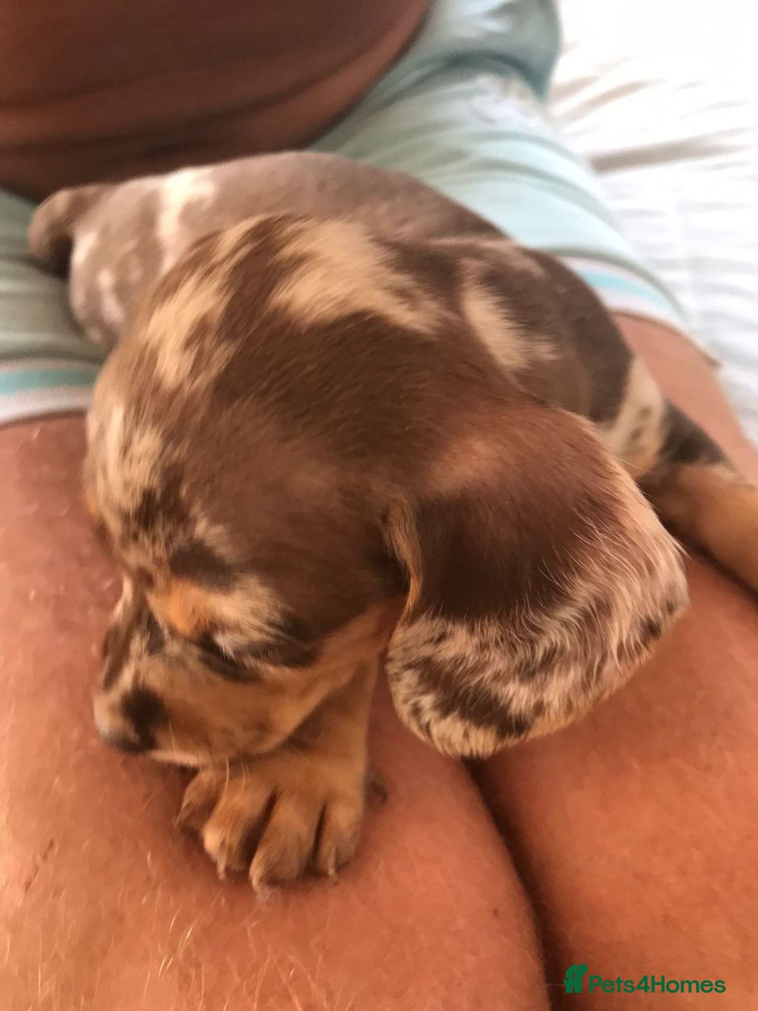 Miniature Dachshund dogs for sale: STUNNING MINIATURE DACHSHUND PUPPIES FOR SALE - Image 15