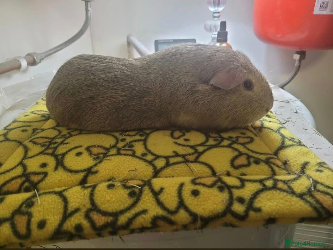 Guinea Pig rodents Male guinea and skinny pigs available  - Advert 2