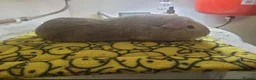 Guinea Pig rodents for sale: Male guinea and skinny pigs available  - Advert 2
