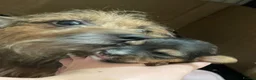 Jack Russell dogs for sale: Jack Russell puppies  in Maidenhead - Advert 3