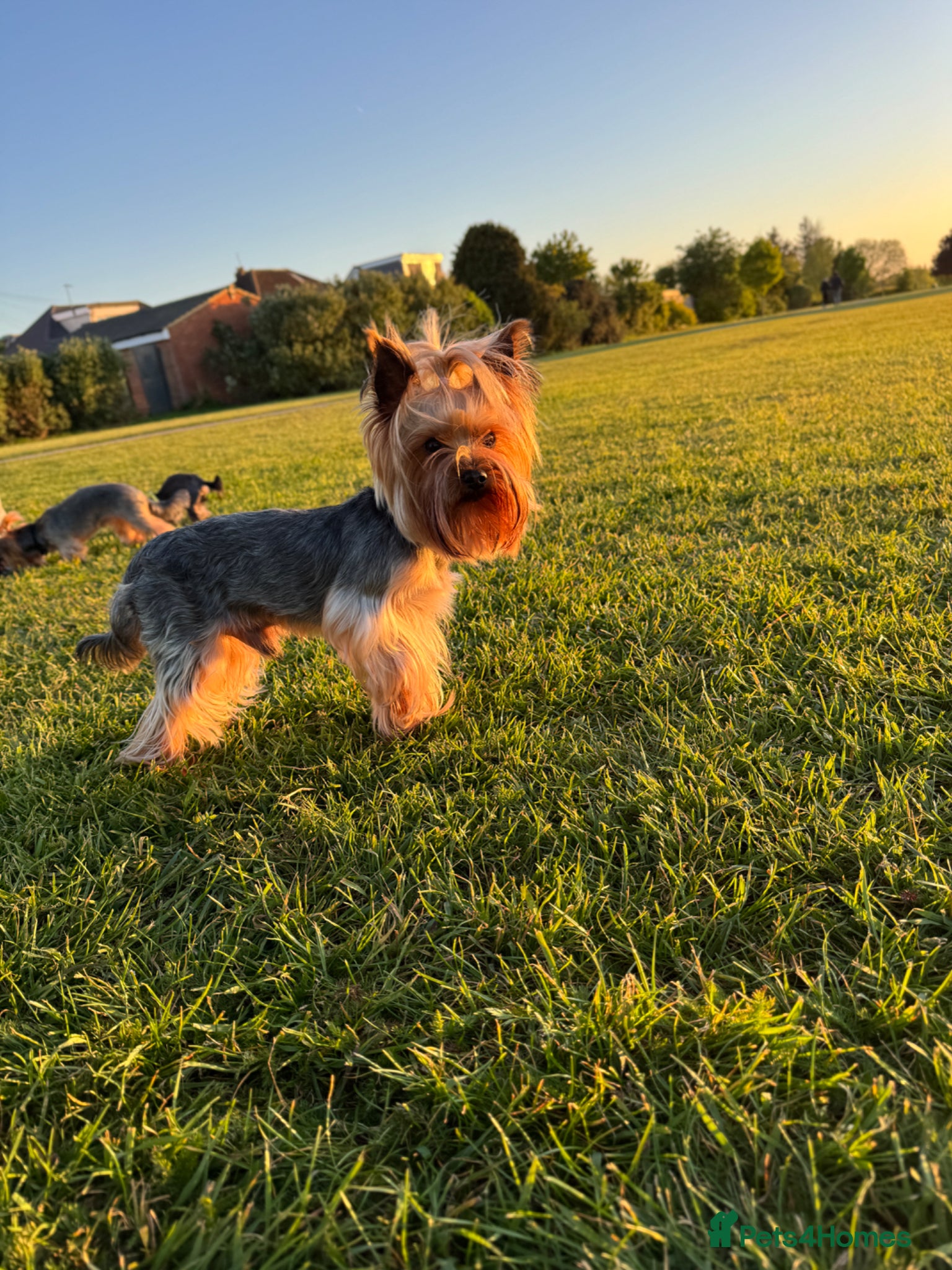 Yorkshire Terrier dogs Yorkshire terrier for stud  - Advert 15