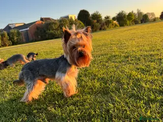 Yorkshire Terrier dogs Yorkshire terrier for stud - Advert 14