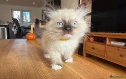 Ragdoll cats for sale: Ragdoll Kittens for Sale - Image 12