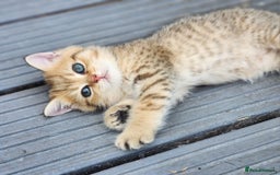 British Shorthair cats for sale: Tica reg Golden Shaded British shorthair kittens. - Image 16