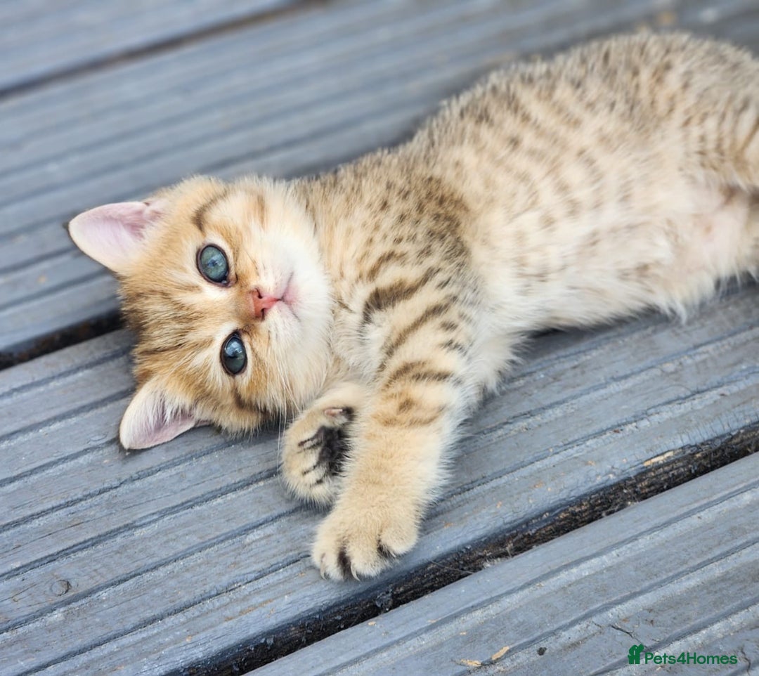 British Shorthair cats for sale: Tica reg Golden Shaded British shorthair kittens. - Image 16