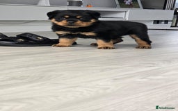 Rottweiler dogs for sale: True Quality Rottweiler Female Puppy  - Image 4