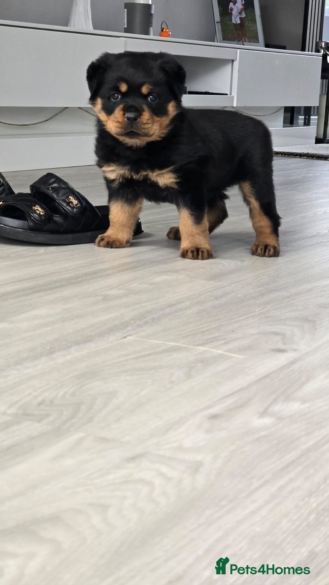 Rottweiler dogs for sale: True Quality Rottweiler Female Puppy  - Image 4