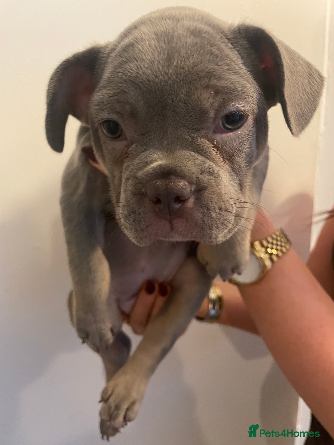 French Bulldog dogs for sale: French bulldog pups - Advert 8