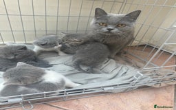 British Shorthair cats for sale: British shorthair cross - Image 2