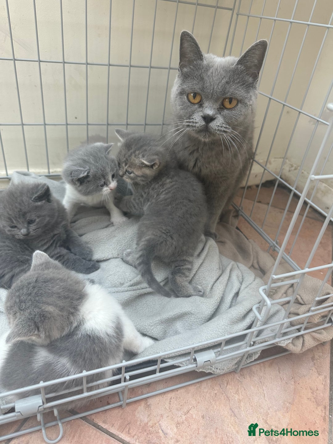 British Shorthair cats for sale: British shorthair cross - Image 2