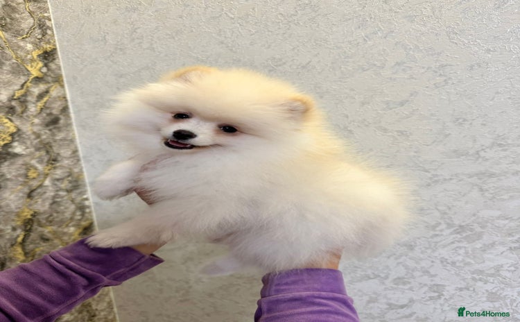 Pomeranian dogs - Advert 1