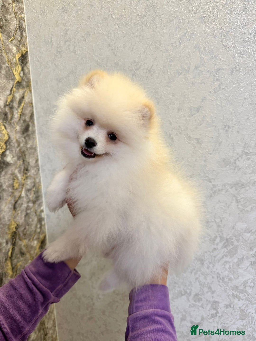 Pomeranian dogs for sale: Pomeranian boy for sale  - Image 1