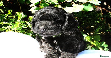 Cockapoo dogs - Advert 12