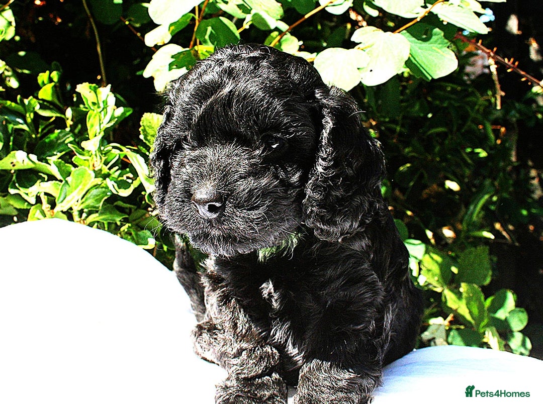 Cockapoo dogs for sale: Cockapoo puppies F1B - Image 2