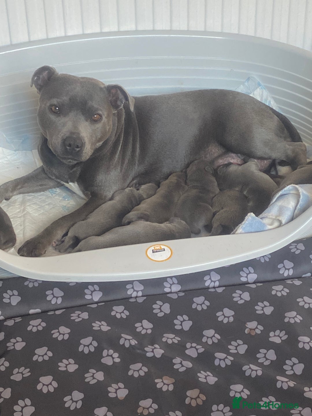 Staffordshire Bull Terrier dogs for sale: Blue staff puppies - Image 3
