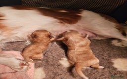 Mixed Breed dogs for sale: Adorable Cavapoo Puppies 🐶  - Image 22