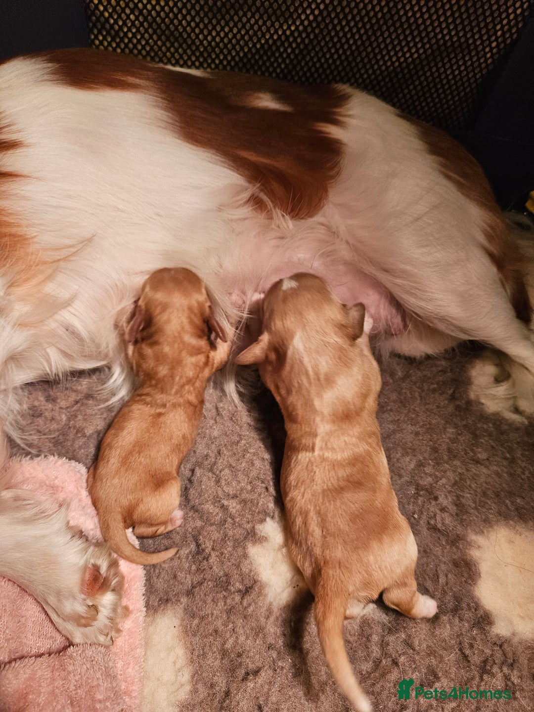 Mixed Breed dogs for sale: Adorable Cavapoo Puppies 🐶  - Image 22