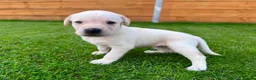 Labrador Retriever dogs for sale: KC Registered Labrador Babies 🐾🐾🐾 - Advert 7