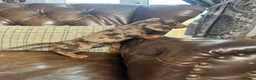 Dachshund dogs for sale: Miniature Dachshund Puppies - Advert 1