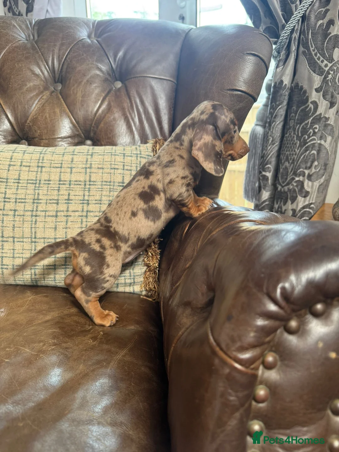 Dachshund dogs for sale: Miniature Dachshund Puppies - Advert 1