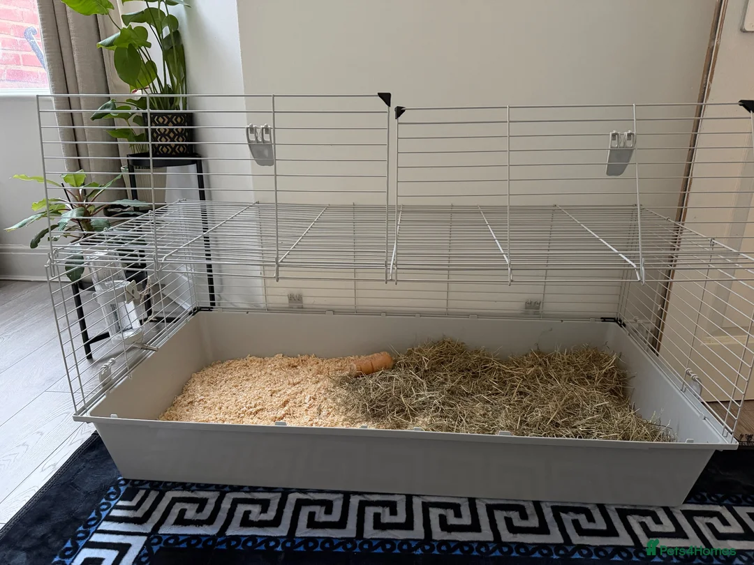 Mixed Breed rabbits for sale: beautiful fluffy rabbits in Salford - Advert 5