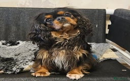Cavalier King Charles Spaniel dogs for sale: KC Reg Black & Tan Cavalier Girl Puppies  - Image 10